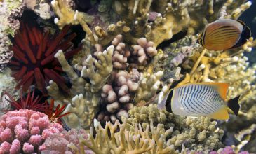 Red Sea Urchin