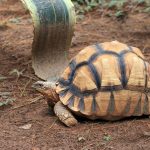 Radiated Tortoise