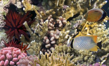 Red Sea Urchin